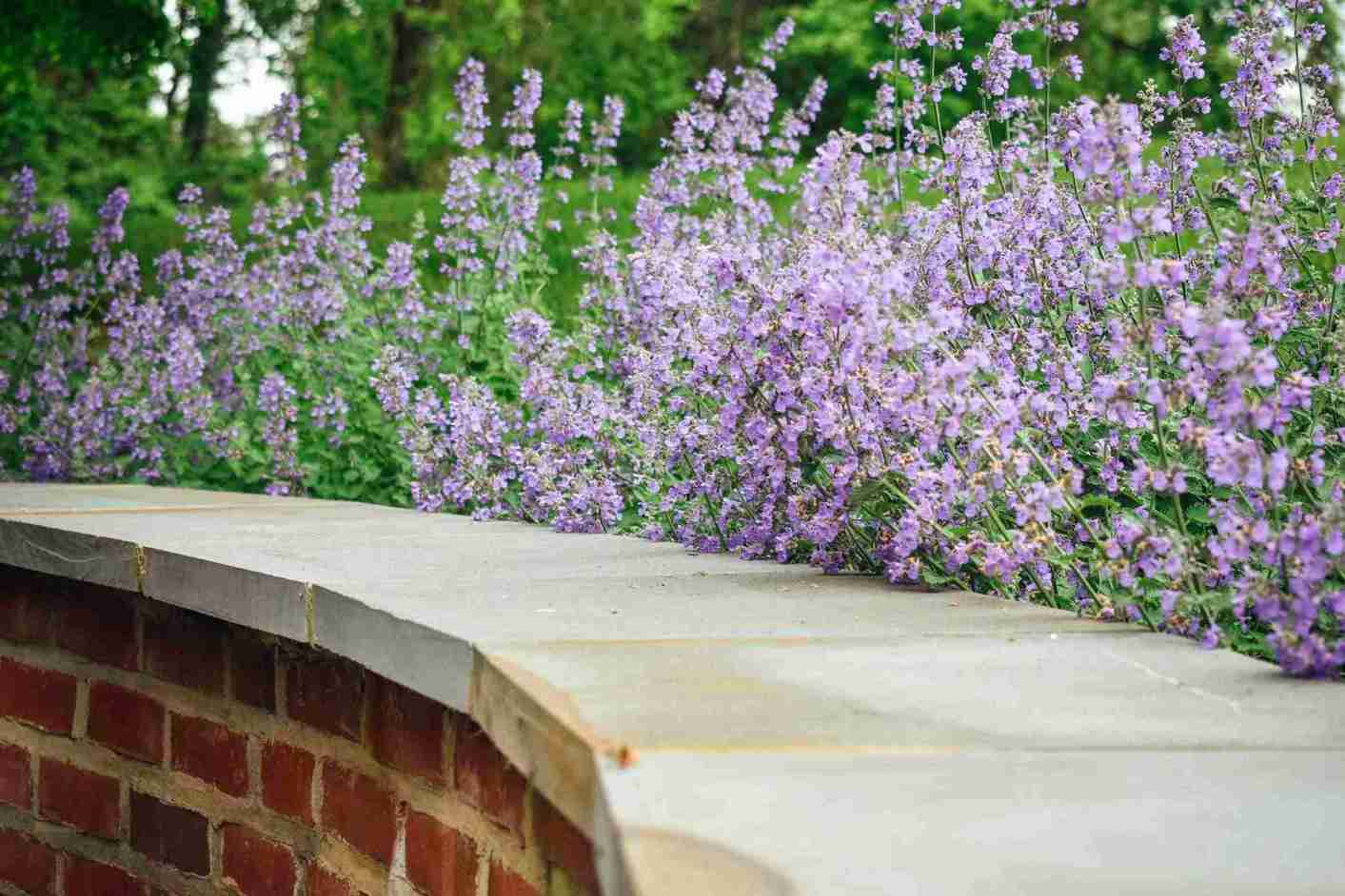 Shrub & Perennial Pruning project 5