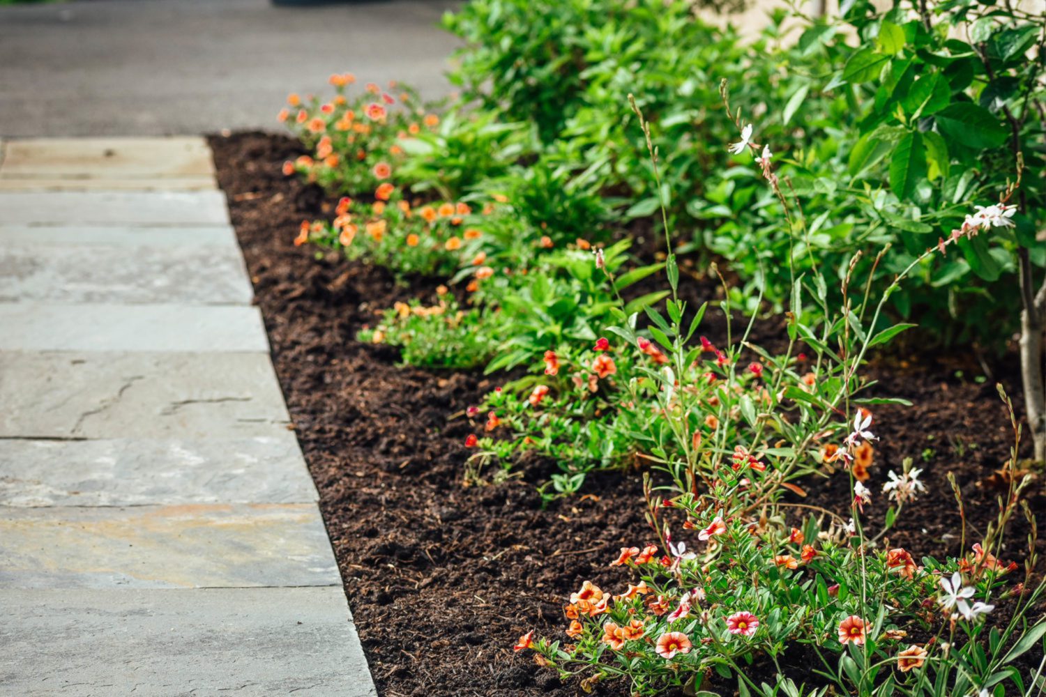 Chrysanthemums in garden border — mums for fall color in Northern Delaware