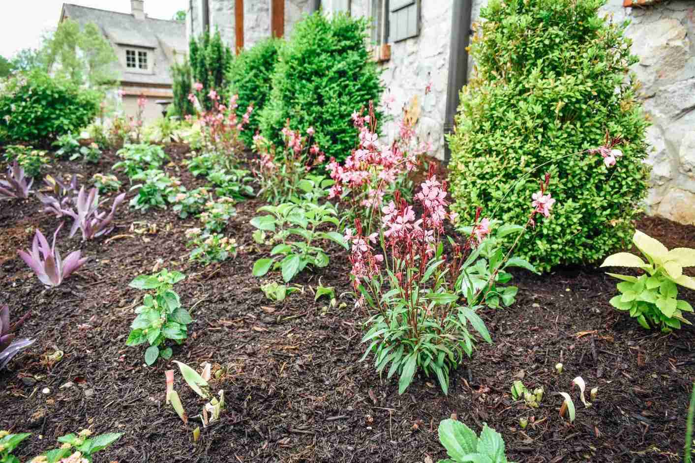 Foundation plantings in properly amended soil