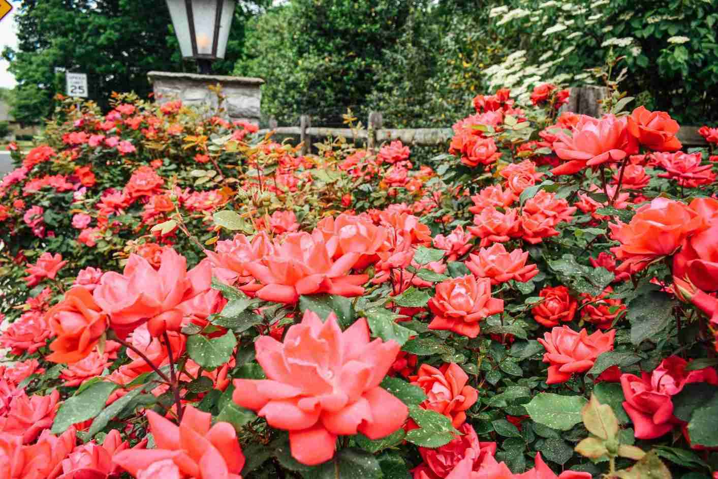 Rose garden with lamppost showcasing spring blooms after professional installation
