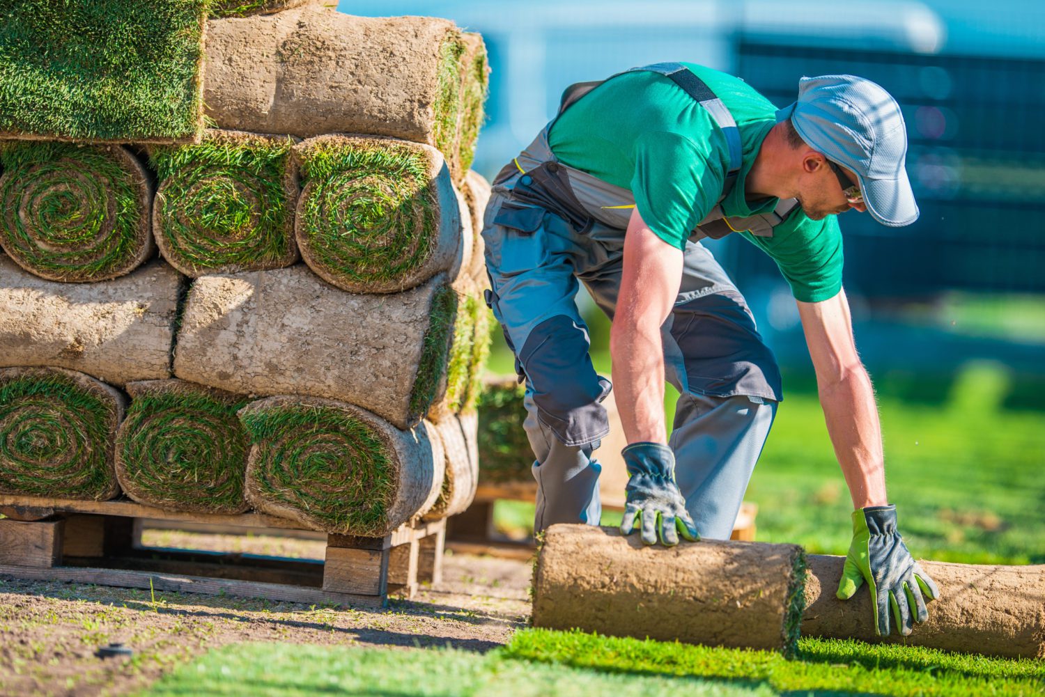 Fresh sod installation — healthy turf foundation