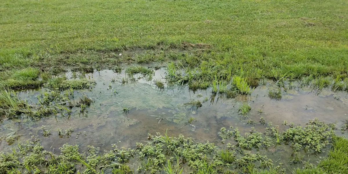 Standing water pooling on a lawn after a summer storm in a Chester County PA yard - drainage assessment and solutions by Pickel Landscape Group