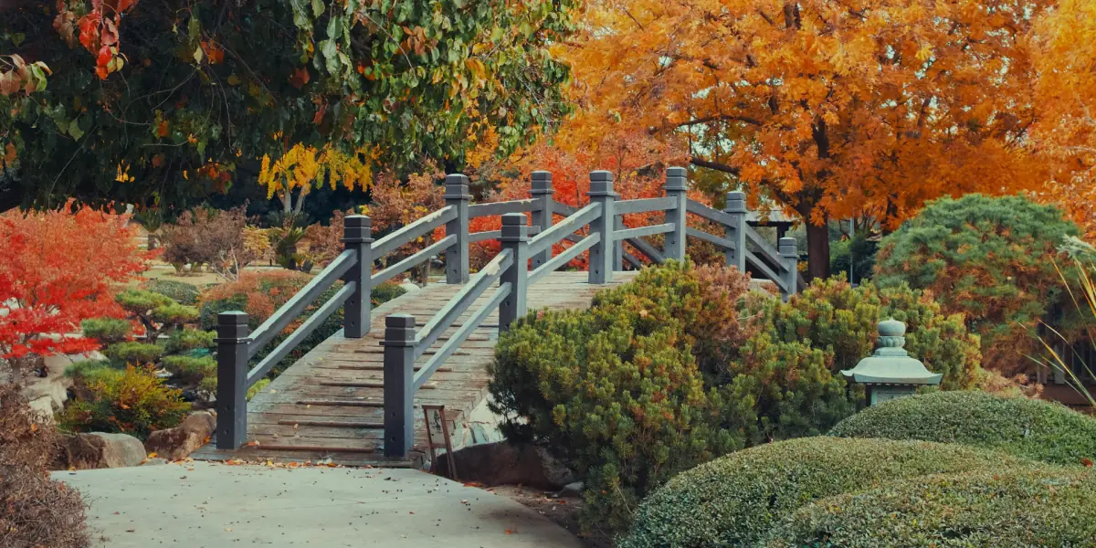 Autumn trees with golden and red foliage, evergreen shrubs and a wooden garden bridge