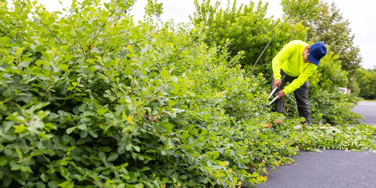 Professional landscaper pruning back overgrown shrubs with loppers in a Chester County PA commercial landscape — summer pruning service by Pickel Landscape Group