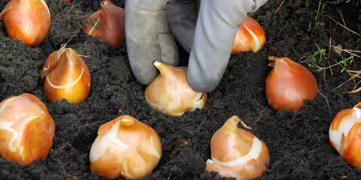 Gloved hands placing tulip bulbs into prepared garden soil