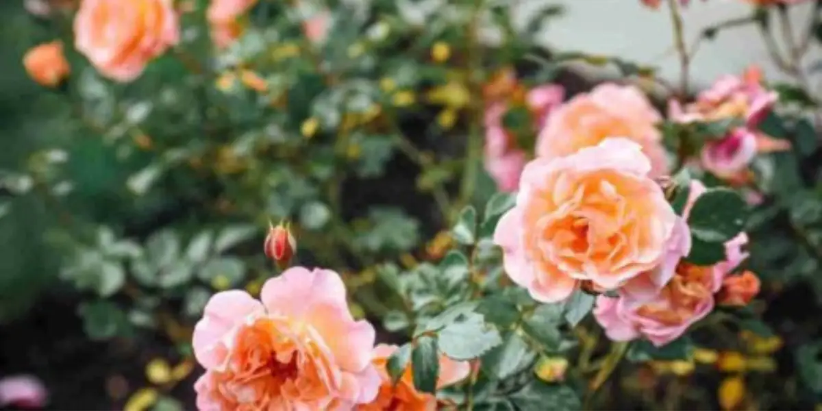 Peach and pink roses in full summer bloom in a Chester County residential garden — flowering shrubs that benefit from summer pruning and deadheading by Pickel Landscape Group
