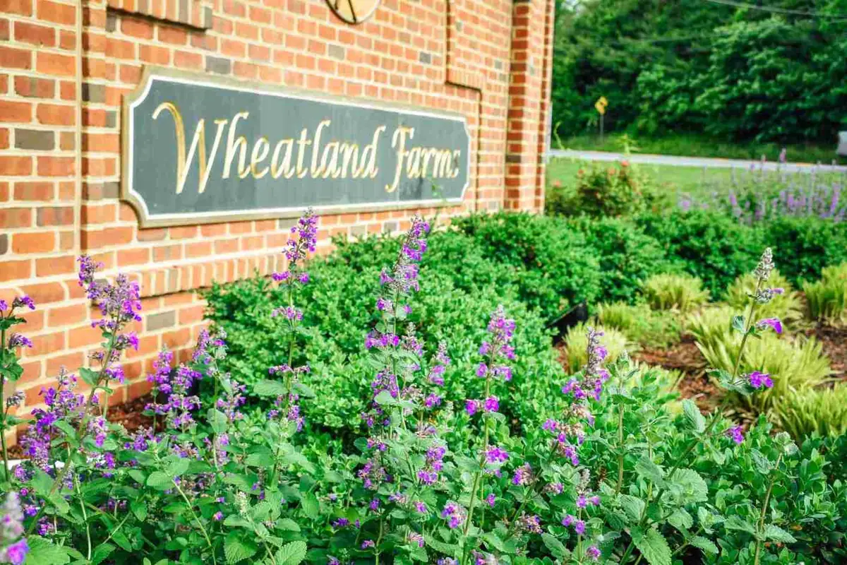 Wheatland Farms sign with catmint
