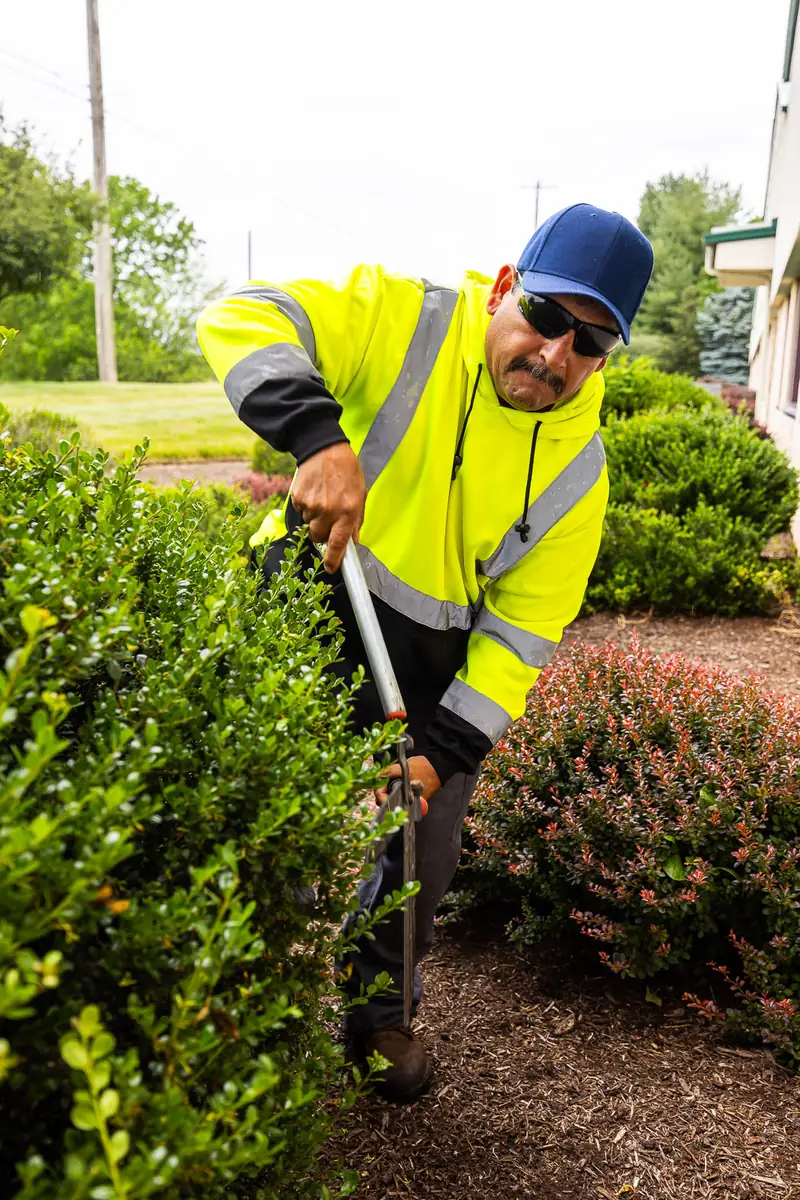 Hand pruning of boxwood at an HOA community property in Chester County, PA
