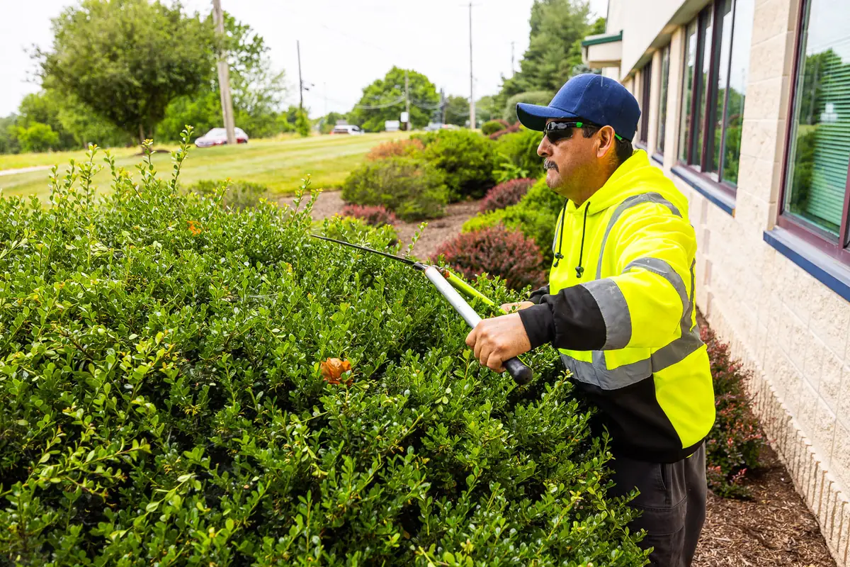 Pickel Landscape Group crew shearing hedges at a commercial HOA property in Chester County, PA