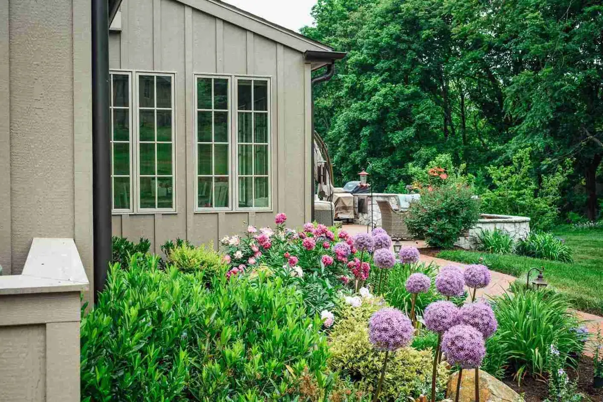 Allium blooms with pink flower garden