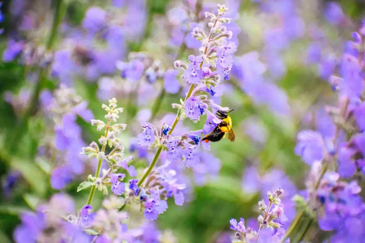 Bee on catmint bloom close-up