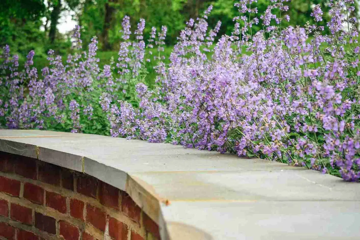 Boxwood and catmint border planting