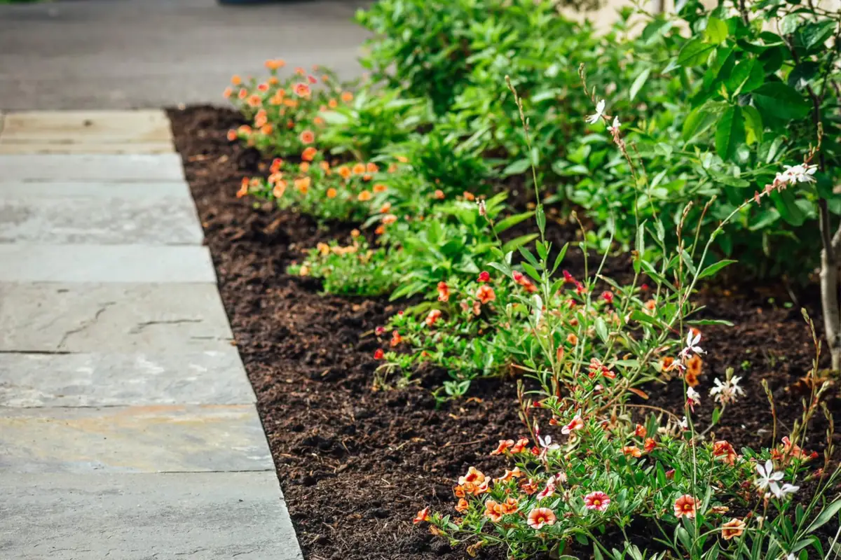 Calibrachoa border along flagstone walkway