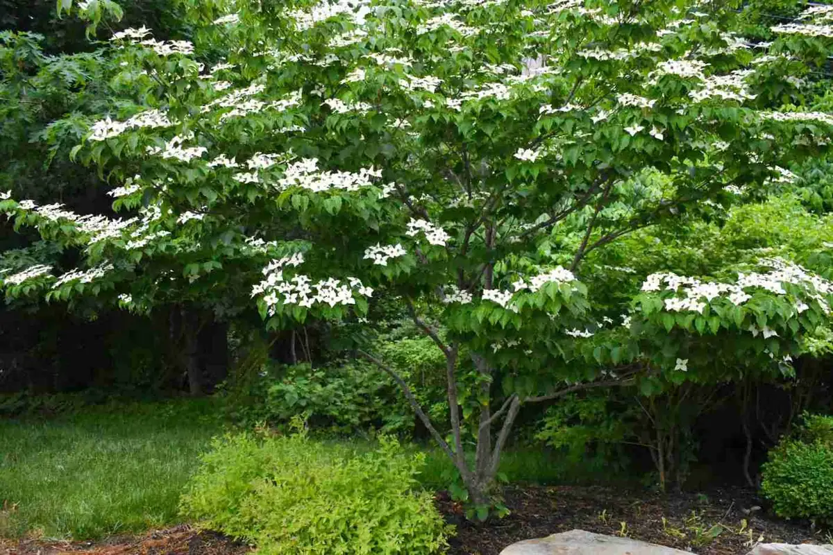 Tree & Shrub Planting by Pickel Landscape Group