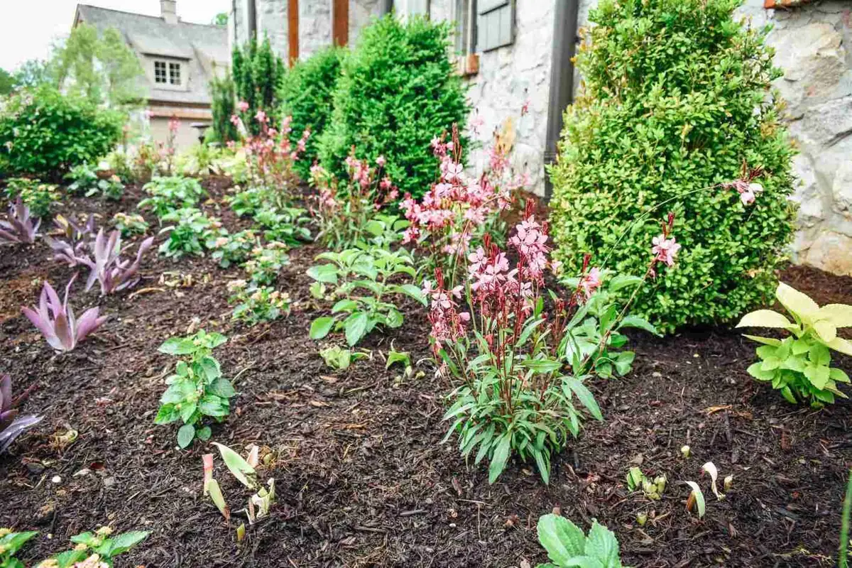 Foundation plantings with shaped shrubs