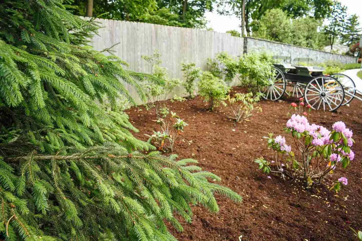 Tree & Shrub Planting project 4