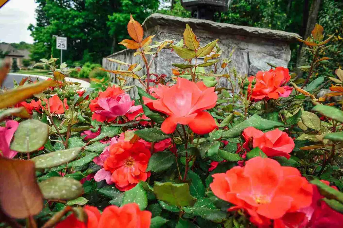 Closeup of peach roses maintained through professional pruning