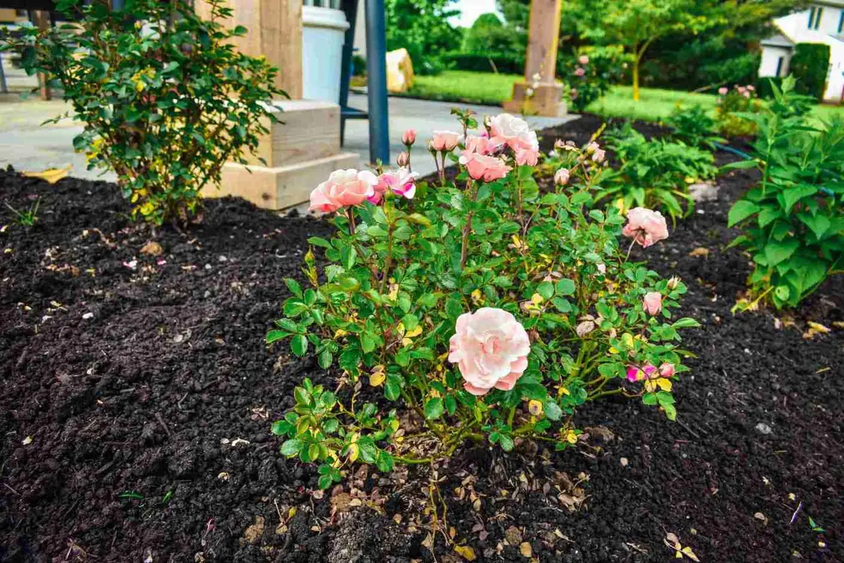 Pink rose bush in fresh mulch bed