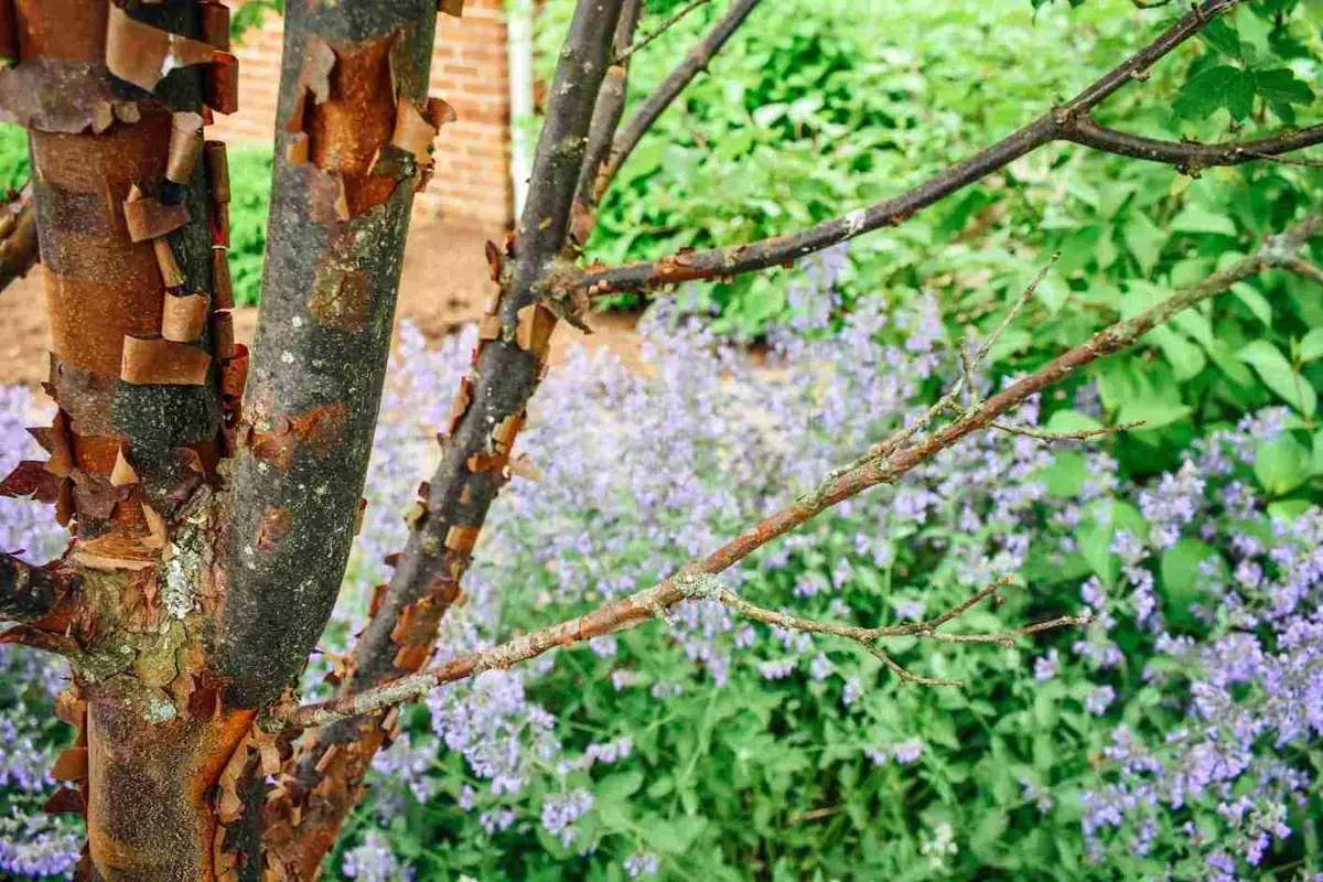 River birch bark detail with catmint