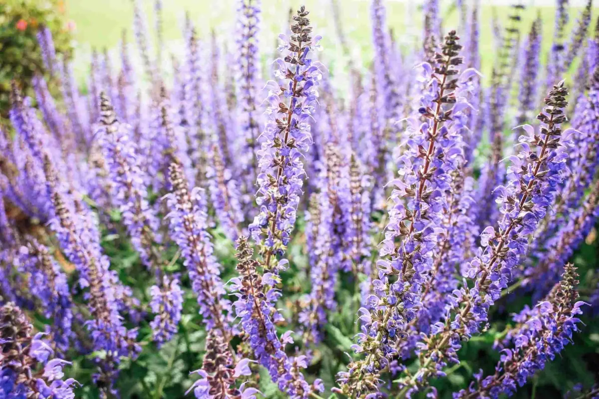 Salvia blooms close-up