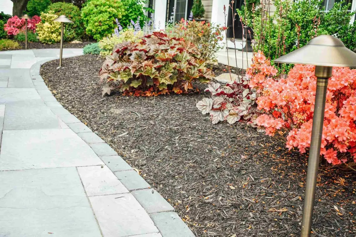 Walkway with heuchera and azalea plantings